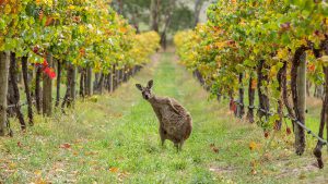 Mt Benson Wine Region